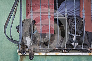 Twoo dogs on the balcony