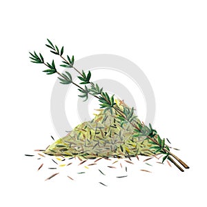 Twoo green branches and dry spice of thyme. Thyme set  isolated on white background.  Watercolor illustration