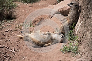 Twoo lazy meerkats or suricats family