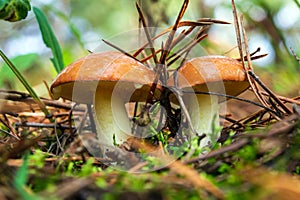 Twoo wild mushrooms Suillus luteus in the forest in clearing between pine needles close up