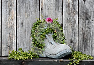 Twopenny grass growing in a ceramic boot