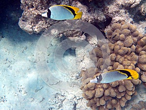 Twosome lined butterflyfish in Red Sea