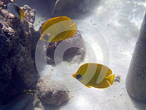 Twosome masked butterflyfish in Red Sea