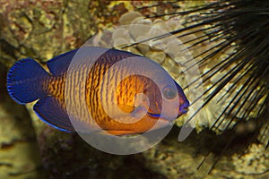 The twospined angelfish, dusky ang, elfish, or coral beauty Centropyge bispinosa.