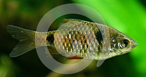 Twospot Barb (Puntius ticto)