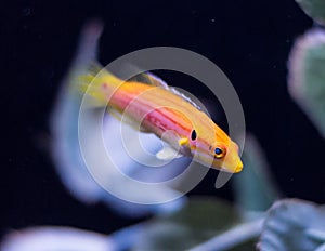 Twospot candy hogfish