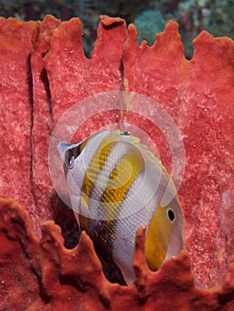 Twospot coralfish in red sponge, Raja Ampat, Indonesia