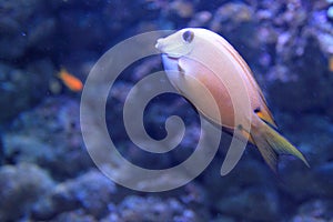 Twospot surgeonfish