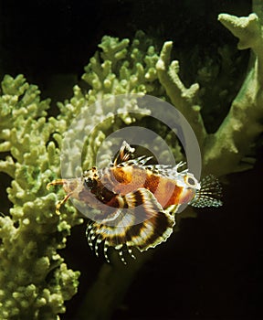 Twospot Turkeyfish, dendrochirus biocellatus, Adult near Coral