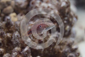 Twospot Wrasse on Coral Reef