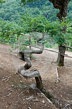 Twsited tree at Davolja Varos, Serbia