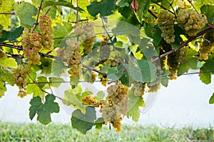 Txakoli grapes hanging in the vine with trellises in a sunny day photo
