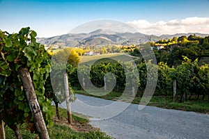 Txakoli vineyard in Hondarribia in the Basque country