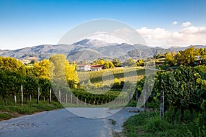 Txakoli vineyard in Hondarribia in the Basque country with the mountains at the background