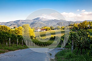Txakoli vineyard in Hondarribia in the Basque country with the mountains at the background photo