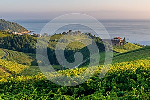 Txakoli vineyards with Cantabrian sea in the background, Basque Country, Spain