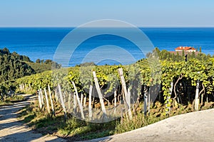 Txakoli vineyards with Cantabrian sea in the background, Basque Country, Spain