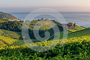 Txakoli vineyards with Cantabrian sea in the background, Basque Country, Spain photo