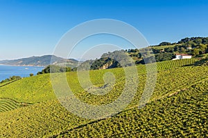 Txakoli vineyards with Cantabrian sea in the background, Basque Country, Spain photo