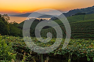 Txakoli vineyards with Cantabrian sea in the background, Getaria in Basque Country, Spain