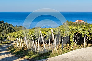 Txakoli vineyards with Cantabrian sea in the background, Basque Country, Spain photo