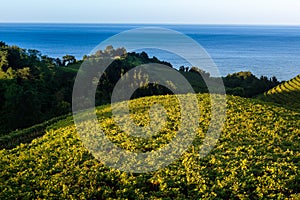 Txakoli white wine vineyards with the Cantabrian sea in the background, Getaria, Spain