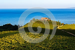 Txakoli white wine vineyards with the Cantabrian sea in the background, Getaria, Spain