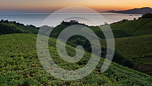 Txakoli white wine vineyards with the Cantabrian sea in the background, Getaria, Spain