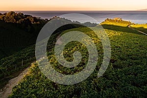 Txakoli white wine vineyards with the Cantabrian sea in the background, Getaria, Spain photo