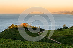 Txakoli white wine vineyards with the Cantabrian sea in the background, Getaria, Spain photo