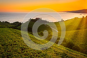 Txakoli white wine vineyards at sunrise, Cantabrian sea in the background, Getaria, Spain photo