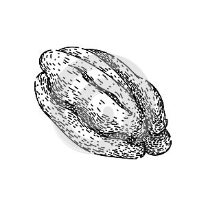 ty pecan nut sketch hand drawn vector