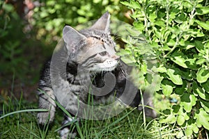 TYGER and Chrysanthemums: Tabby Kitten Explores the Garden