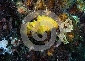 Tylodina fungina Sea Slug