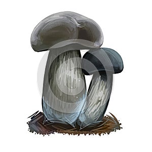 Tylopilus alboater black velvet bolete, bolete fungus in the Boletaceae family. T. alboater mushroom closeup digital art