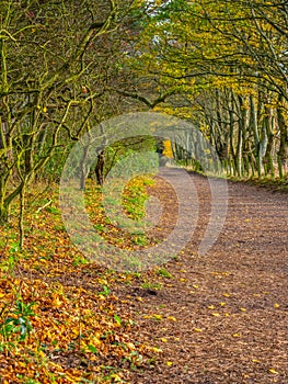 Tyninghame Beach and nature reserve, East Lothian, Scotland