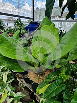 This type of anthurium plant is very easy to grow in tropical areas and beautifully decorates gardens