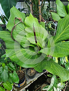 This type of anthurium plant is very easy to grow in tropical areas and beautifully decorates gardens