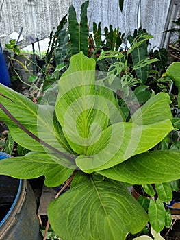 This type of anthurium plant is very easy to grow in tropical areas and beautifully decorates gardens