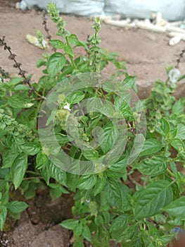 This is a type of basil plant that has a pleasant smell