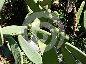 Prickly pear with prickly pears in the Costa Brava area photo