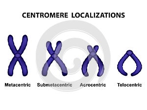 Type of chromosome according position of centromere photo