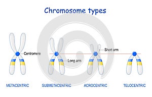 Type of chromosome. Metacentric, Submetacentric, Acrocentric, Telocentric photo
