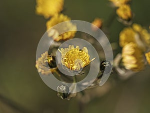 Type and color of chrysanthemum in nature photo