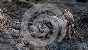 Type of crab Uca tangeri or barrilete in its habitat photo