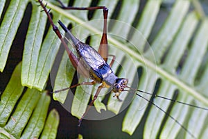 A type of Crickets from the family Gryllidae