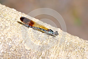 A type of dragonfly name Heliocypha perforata photo