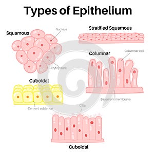 Type of epithelium : squamous, columnar, and cuboidal