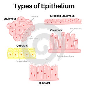 Type of epithelium : squamous, columnar, and cuboidal photo