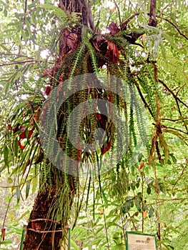 A type of Fern on a tree in Sinharaja Forest Sri Lanka